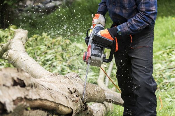 Cost of Branch Removal Service in Layton