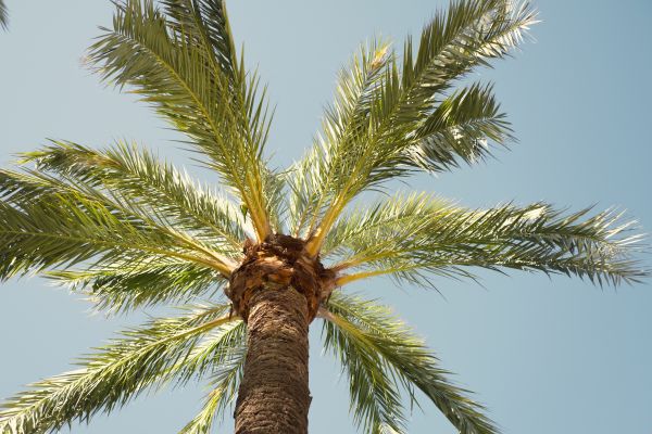 Cost of Palm Tree Pruning in Layton