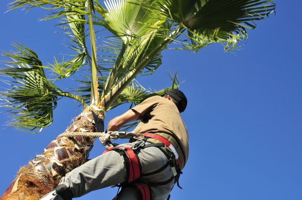 Cost of Palm Tree Trimming in Layton
