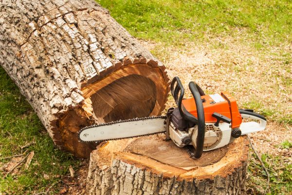 Cost of Tree Cutting Service in Layton