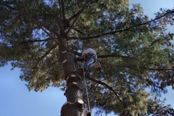 Cost of Trimming Service in Layton