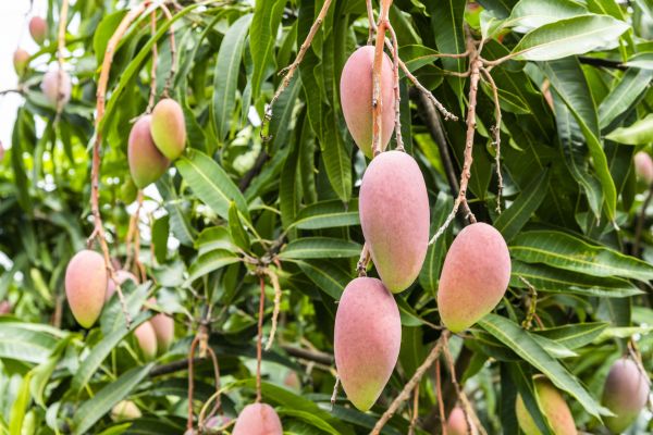 Cost of Mango Tree Trimming in Layton