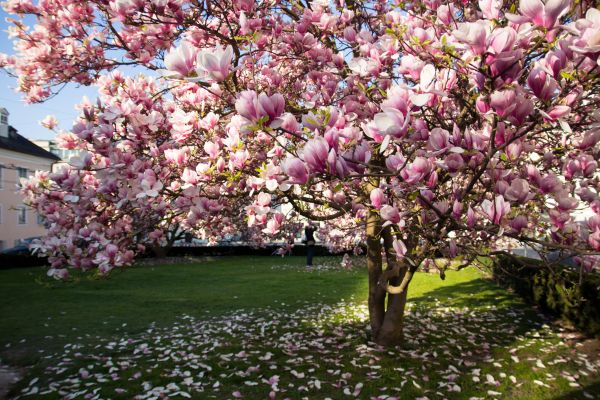 Cost of Ornamental Tree Pruning in Layton