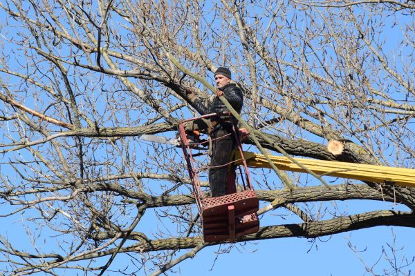 Cost of Emergency Tree Trimming in Layton