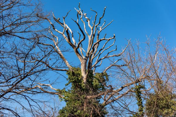 Cost of Deadwood Removal in Layton