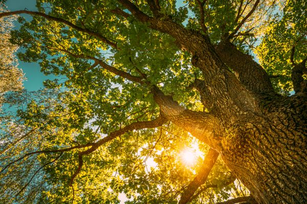 Cost of Oak Tree Pruning in Layton
