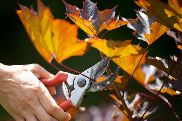 Cost of Maple Tree Pruning in Layton