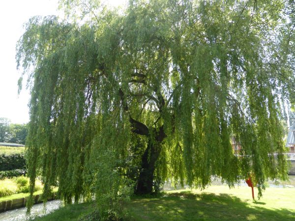 Cost of Willow Tree Trimming in Layton