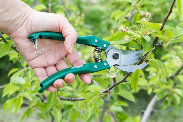 Cost of Pear Tree Pruning in Layton