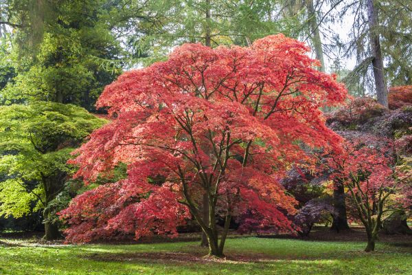 Cost of Japanese Maple Pruning in Layton