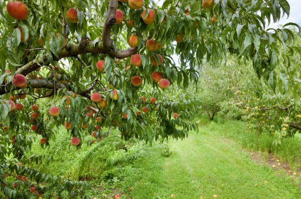 Cost of Peach Tree Pruning in Layton