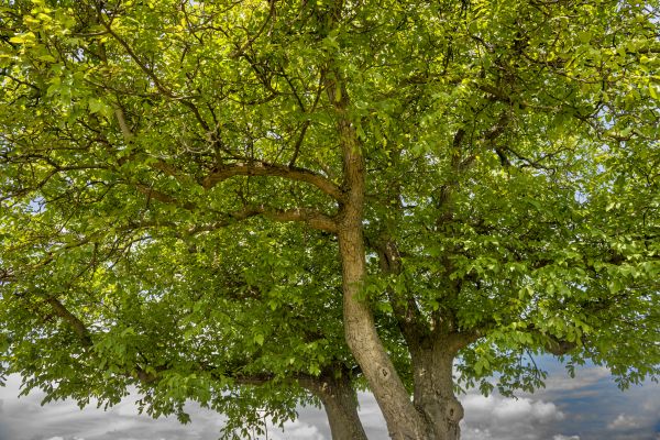 Cost of Walnut Tree Trimming in Layton