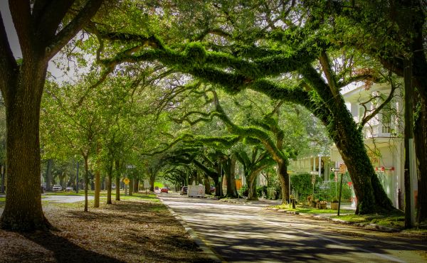 Cost of Tree Canopy Thinning in Layton