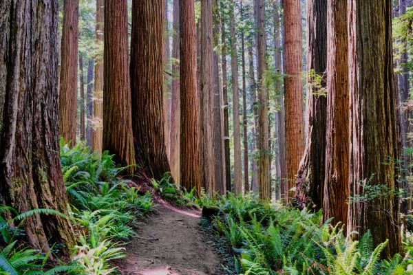 Cost of Redwood Tree Trimming in Layton