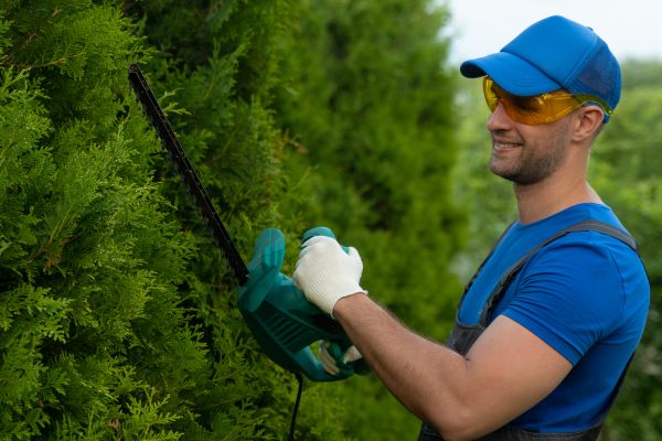 Cost of Tree Shaping Service in Layton