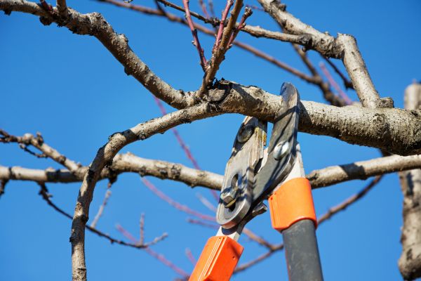 Cost of Peach Tree Trimming in Layton