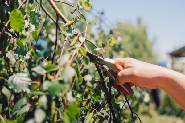Cost of Birch Tree Pruning in Layton