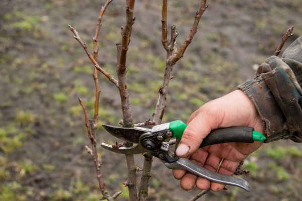 Cost of Pear Trees Pruning in Layton