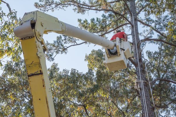 Cost of Limbs Trimming in Layton