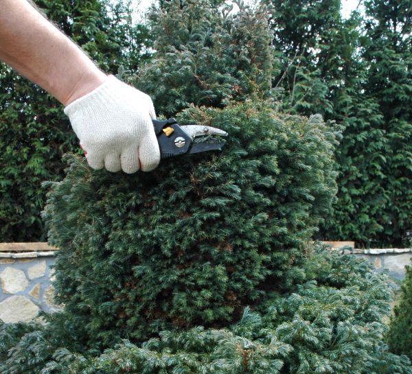 Cost of Ornamental Tree Trimming in Layton