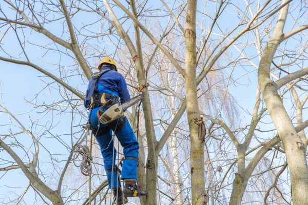 Cost of Large Tree Trimming in Layton