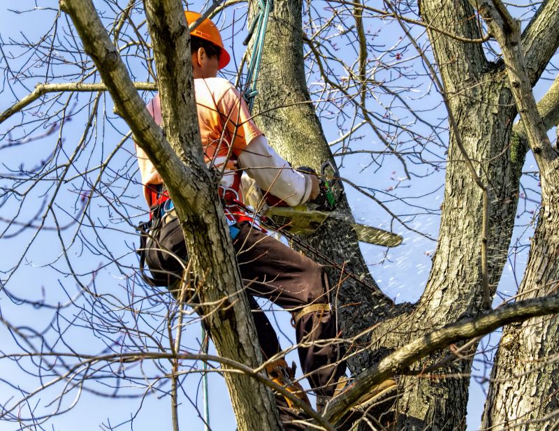 Residential Tree Removal Crew