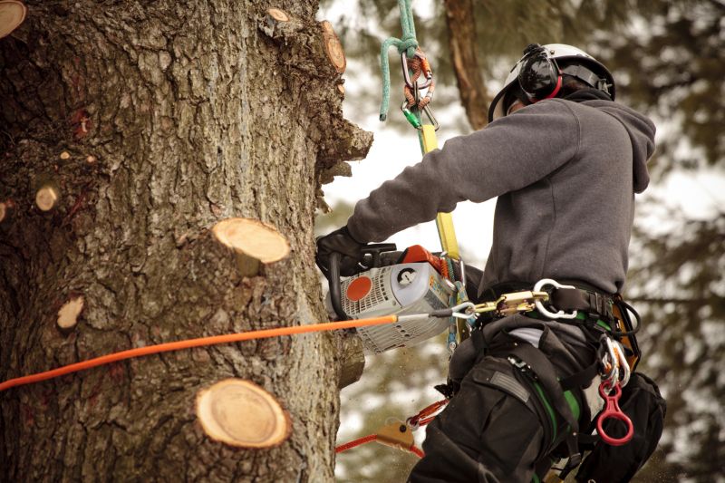 Arborist Pruning