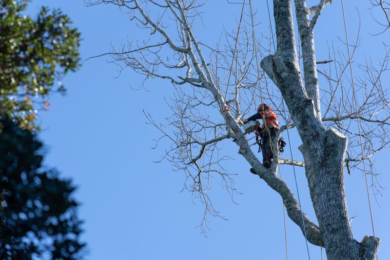 Expert Arborist at Work