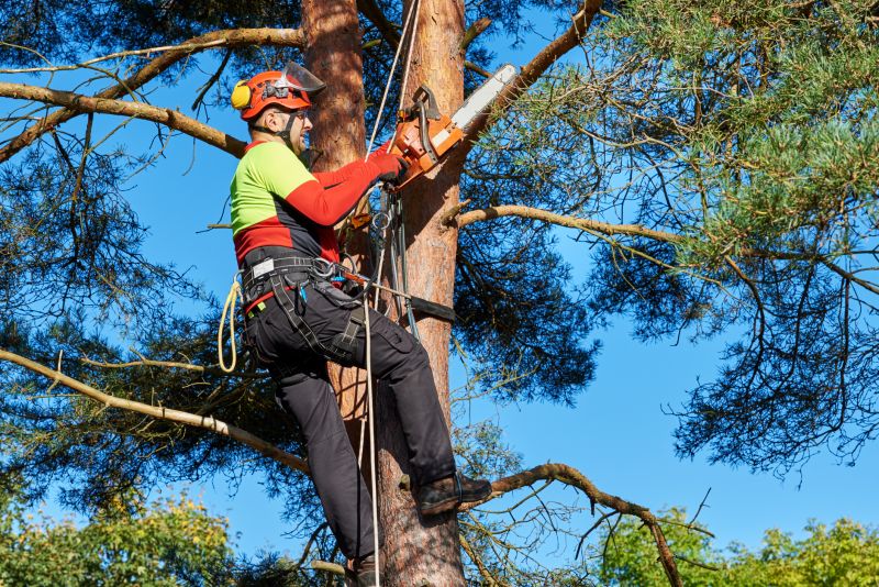 Seasonal Tree Trimming