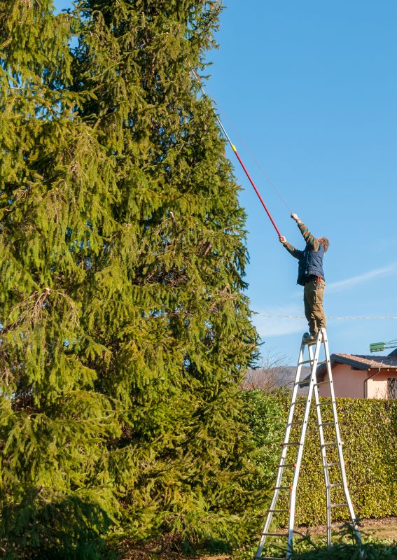 Summer Tree Maintenance