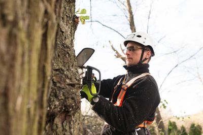 Certified Arborists
